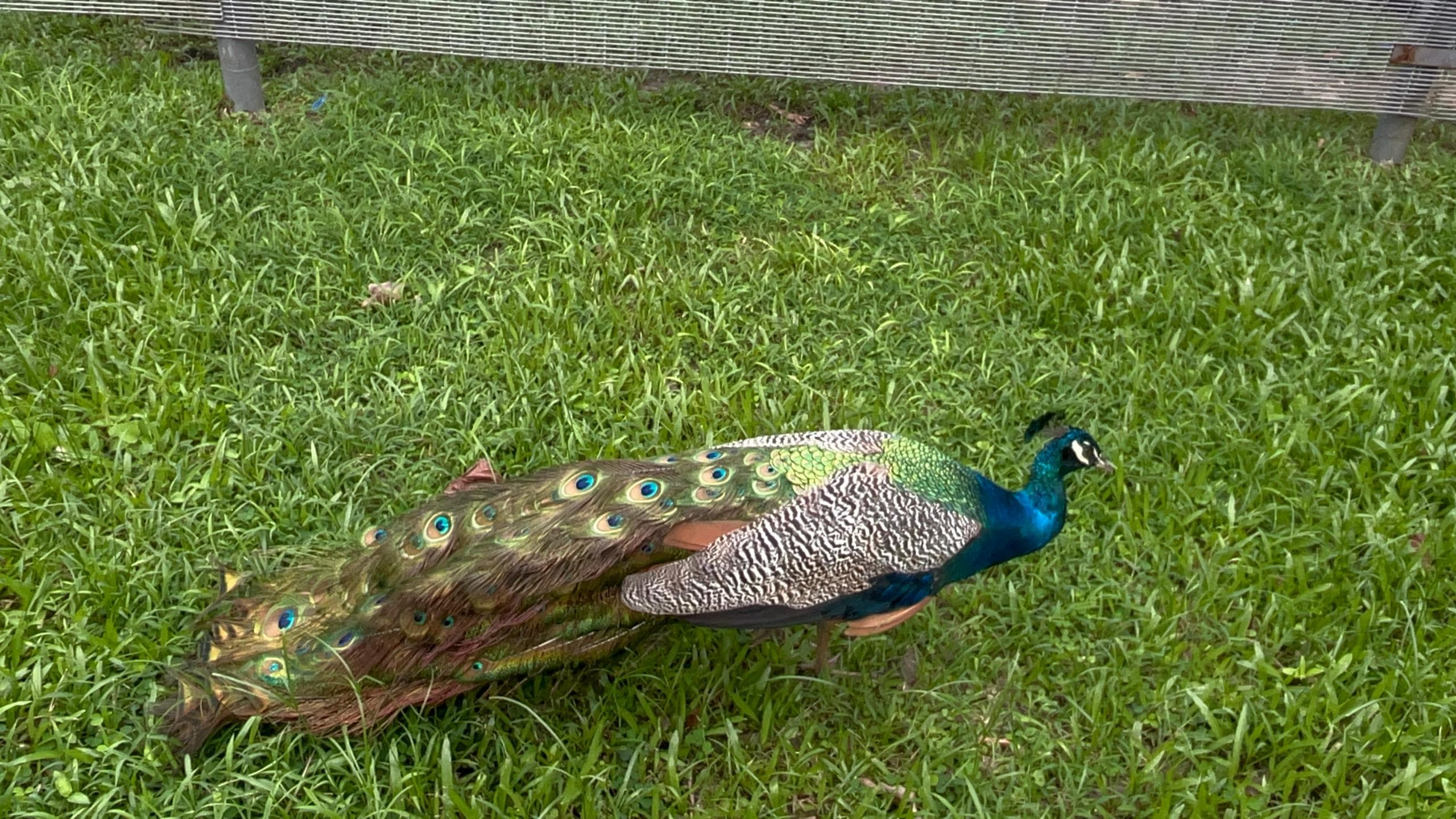 Wildlife
